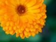 beautiful Orange flower medicine calendula (Marigold)  Background. Extreme macro shot