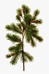 Poster - A close-up view of a branch from a pine tree with cones. This image can be used to depict nature, forestry, or the beauty of the outdoors