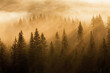 © Robert Kiyosaki - As the sun rises, casting a warm glow over the horizon, a misty forest comes to life. Silhouettes of pine trees emerge from the ethereal haze, creating a serene.