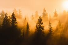 The Forest Is Bathed In The Soft, Golden Glow Of Sunrise. The Trees Stand Tall, Their Silhouettes Etched Against The Vibrant Sky. The Scene Is Serene.
