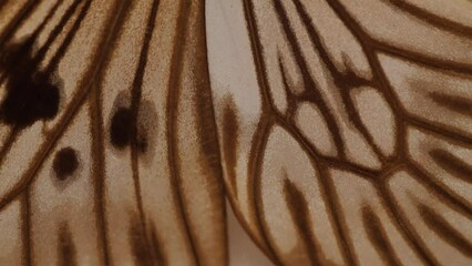 Poster - Tropical Butterfly Wing Macro Shot.