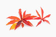 白背景の紅葉するリョウブの葉