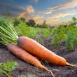 Carrot Extravaganza: Fields Alight with the Radiance of Juicy Harvest