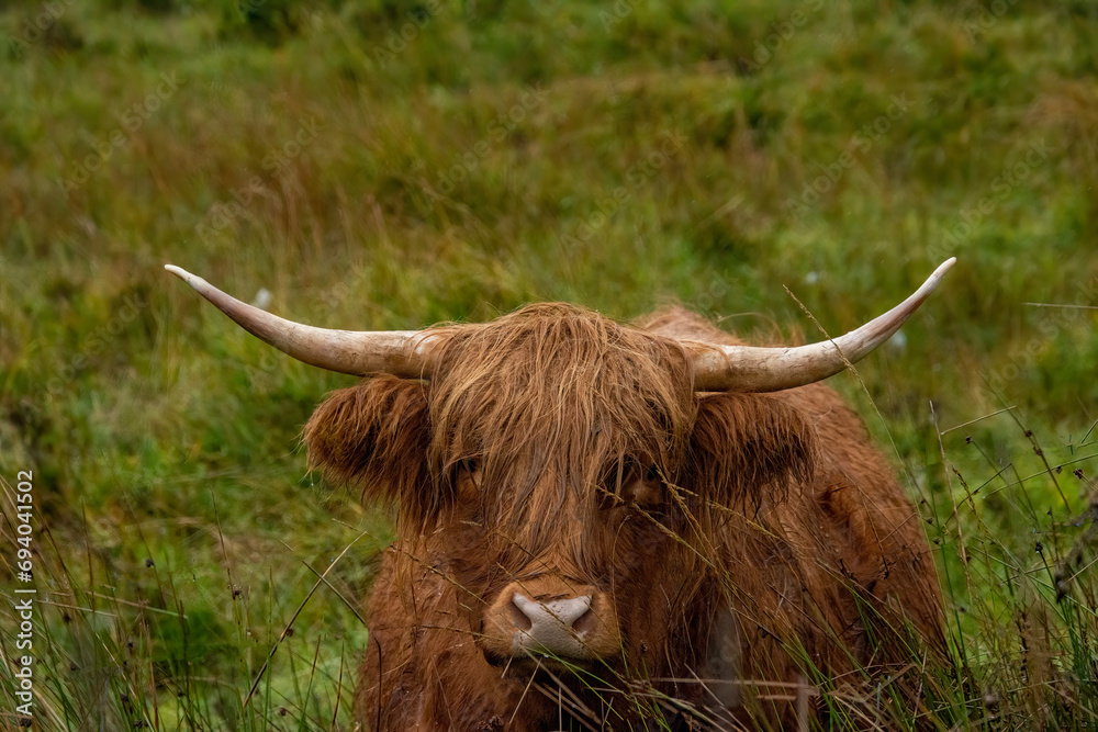 scottish highland cow with horns on the island of Skye Stock Photo ...