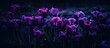 Dark, moody photo of a public flower garden in the Netherlands featuring stunning purple parrot tulips in bloom during spring.