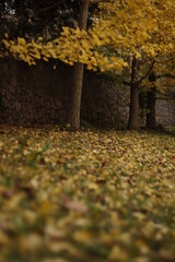 Poster - autumn leaves on the street