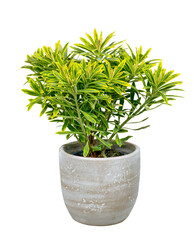 Wall Mural - Isolated potted green Euphorbia plant