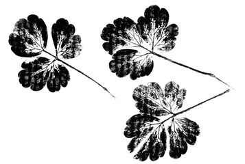 Wall Mural - abstract botanical art - monoprint - leaves and plants printed on paper with watercolors - original 