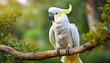 cacatua galerita sulphur crested cockatoo sitting on the branch in australia big white and yellow cockatoo with green background