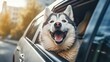 A photo of a Siberian Husky dog in a car, sticking its muzzle out of the window