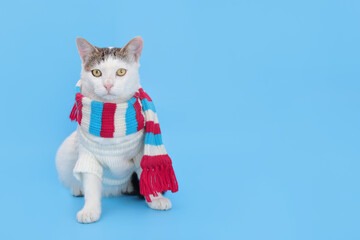 Wall Mural - Cat wearing warm white sweater and red striped scarf. Christmas Cat dressed in white sitting in front of blue background. Holiday concept. Copy space