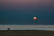 A family comes to the water's edge on the beach to watch the orange Hunters Moon rise of the Atlantic Ocean at Ocean City MD in October.