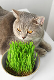 Fototapeta Koty - Cute cat near fresh green grass on white surface