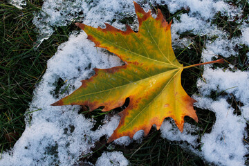 autumn leaves in snow