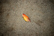 地面に落ちた紅葉した葉