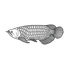 Wall Mural - Hand drawn Cartoon Vector illustration arowana fish icon Isolated on White Background