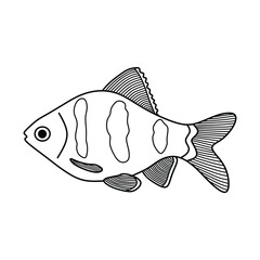 Wall Mural - Hand drawn Cartoon Vector illustration black ruby barb fish icon Isolated on White Background