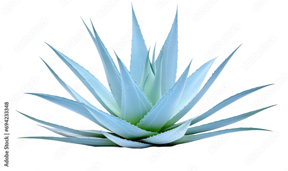 Blue agave, aloe vera plant on white or transparent background Stock Photo  | Adobe Stock