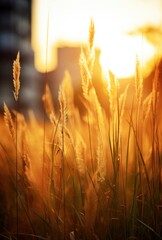 Poster - A yellow wild flowers background