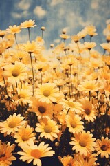 Poster - A yellow wild flowers background