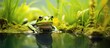 A water frog swimming in aquatic plants in the Netherlands.