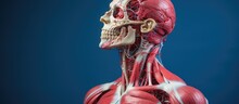 Anatomy Model Of Human Body With Head For Medical Education.