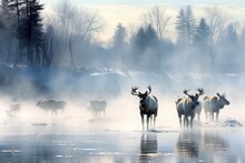 Moose In A Winter Morning 