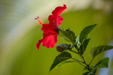 Red Hibiscus Flower With Green Background