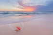 © Erika Valkovicova - Pink conch seashell on pink sandy beach at sunrise in the Bahamas