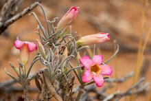 Flowering Desert Rose (Bitterkambro) (Oheip) (Adenium Oleifolium) Near Twee Rivieren In The Kgalagadi Transfrontier Park In The Kalahari