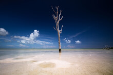 Lone White Dry Tree In The Sea