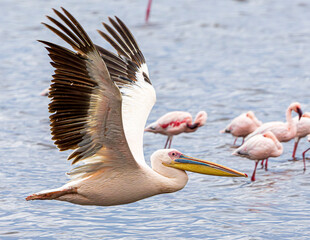 Poster - pelican on the water