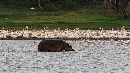 Sticker - group of flamingos in the water