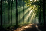 Fototapeta Las - Beautiful rays of sunlight in a green forest