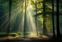 Beautiful Rays Of Sunlight In A Green Forest