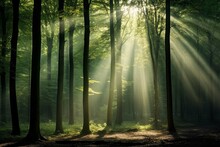 Beautiful Rays Of Sunlight In A Green Forest