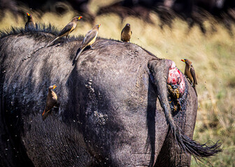 Canvas Print - wildlife in the savannah