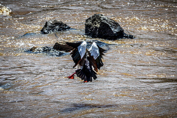 Canvas Print - duck