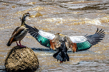 Canvas Print - duck