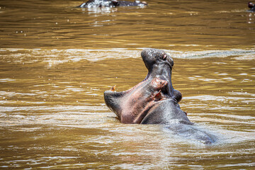 Poster - hippopotamus