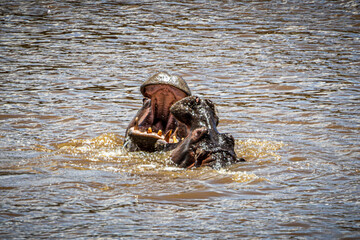 Canvas Print - hippos