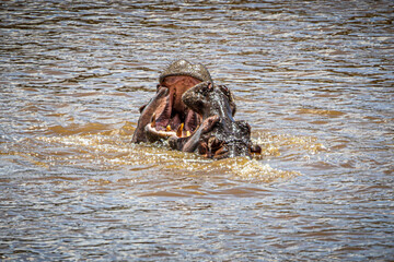 Poster - hippos