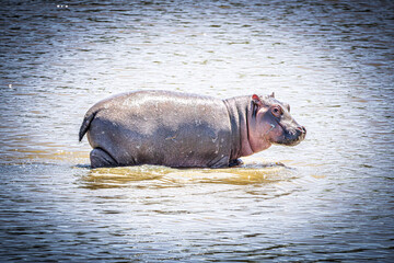 Wall Mural - hippo