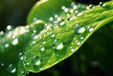Fototapeta Dziecięca - water drops on green leaf