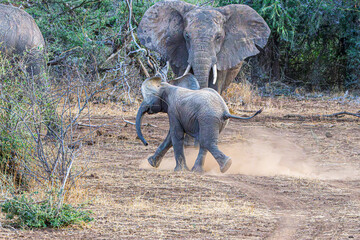 Wall Mural - wildlife in the savannah