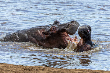 Wall Mural - hippos