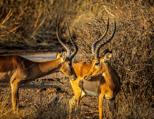 Canvas Print - impala in the savannah