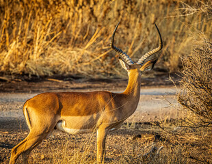 Canvas Print - impala in the savannah