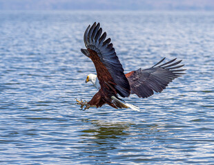 Poster - eagle in flight