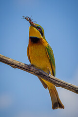 Sticker - bee-eater